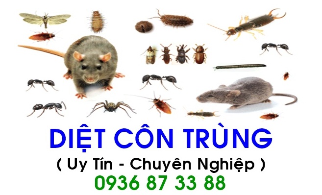 Dịch vụ diệt côn trùng